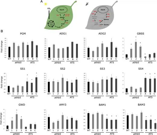 Source-to-sink partitioning is altered by changes in the expression of the transcription factor AtHB5 in #Arabidopsis bit.ly/41DeGsO 
B Lorena Raminger, Virginia Miguel, Carlos Zapata, Raquel Chan &amp; Julieta Cabello <a href="/IAL_CONICET/">IAL-Comunica</a>