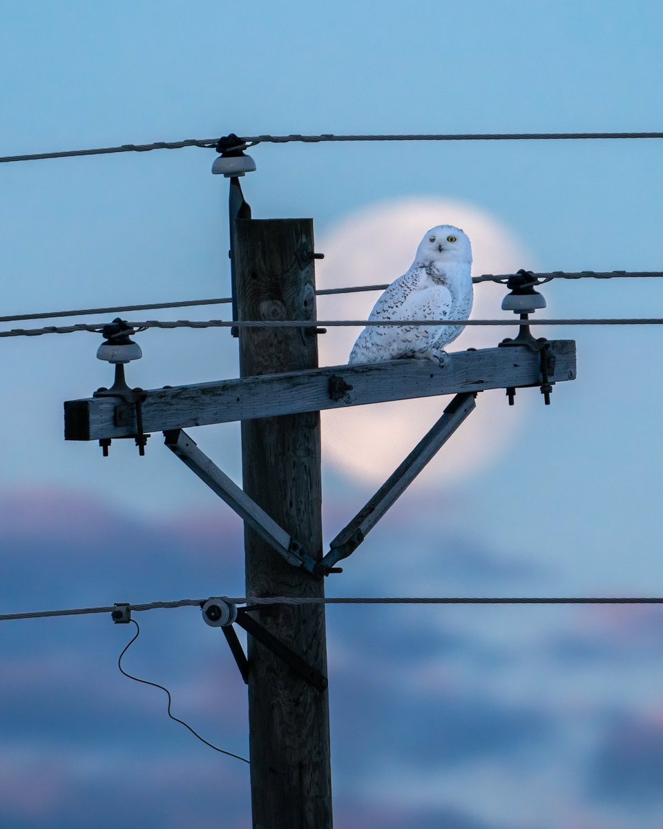 Mira (🌕,🦉) tweet media