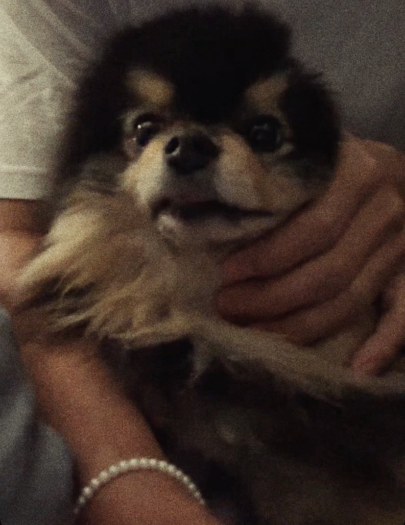 fire_fist___'s tweet photo. Taetae is such a baby🐥(Babysitting Yeontan😂) Looking so cute together...Borahae💜#BTSV #KimTaehyung #Yeontan #btsvlive #Weverse_LIVE https://t.co/SIkjQPNBQX