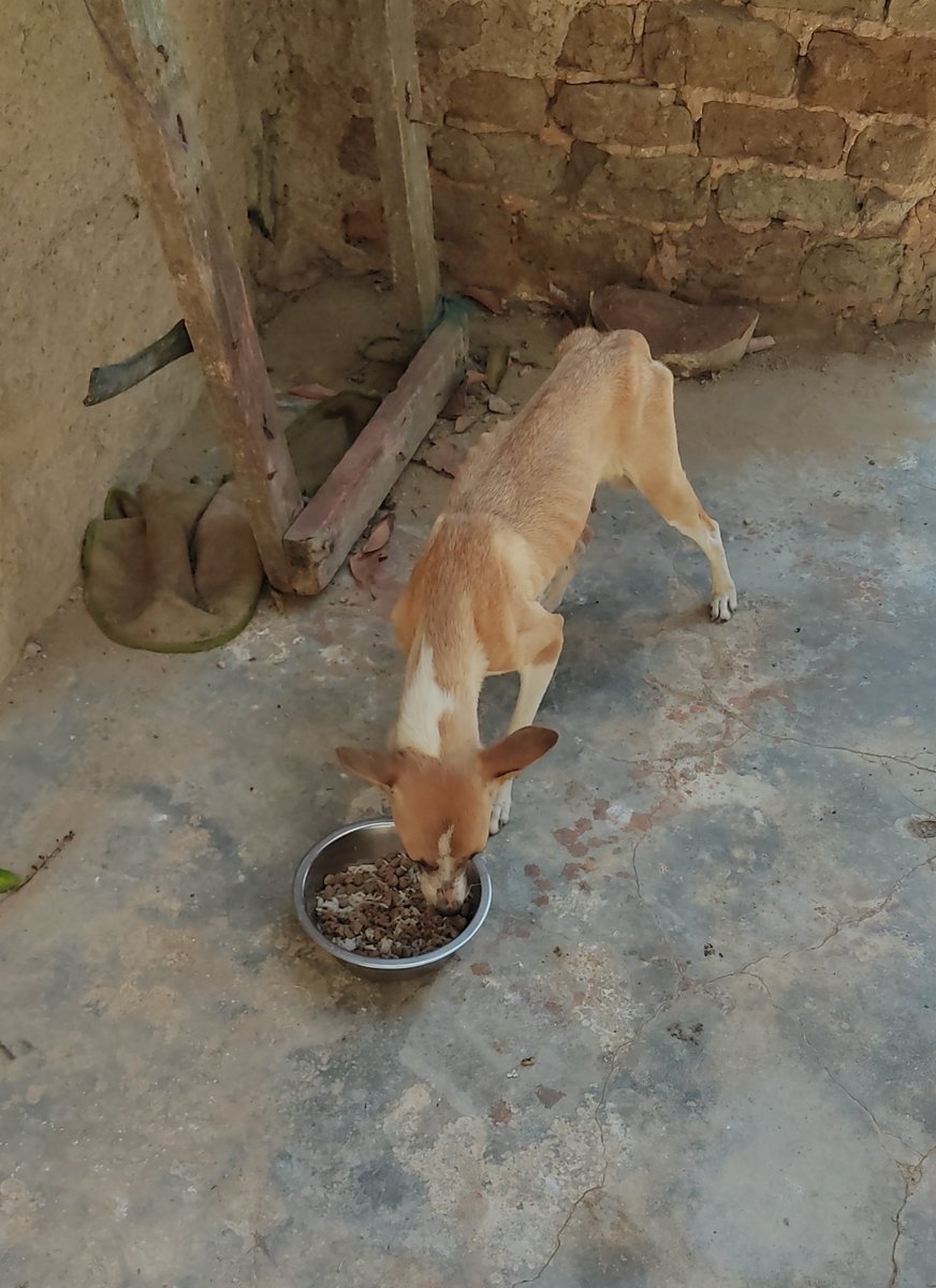Buenos días estimados, hoy jueves 13/04, la camada rescatada ayer. La mamá alimentandose, luego los bebés y a reposar. Mañana, Dios mediante, estrenan camita. Gracias Natalia <a href="/NataliaSR75/">Natalia</a> y su Movimiento Animalista Rescatando Con Amor, #MARCA.