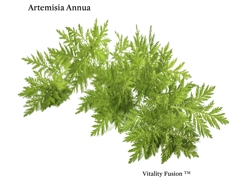 VitalityFusion's tweet photo. 🌿 Nature provides incredible healing herbs. Who knew? Dr. Tu did. She received a Nobel prize in medicine for developing a malaria fighting compound using artemisia annua. Her journey was full of passion and resilience.
https://t.co/mTWjJXiBWm https://t.co/QmYG7hUf9h