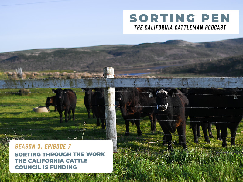calcattlemen's tweet photo. ✨ New ✨ #SortingPen episode w/ the @CattleCouncil. Council chair Cody Nicholson-Stratton and Executive Director Justin Oldfield share on the work the Council is funding and more.
Available on your favorite platform for streaming podcasts or at: https://t.co/86tEOk6CEn. https://t.co/mCHvQfa4HJ