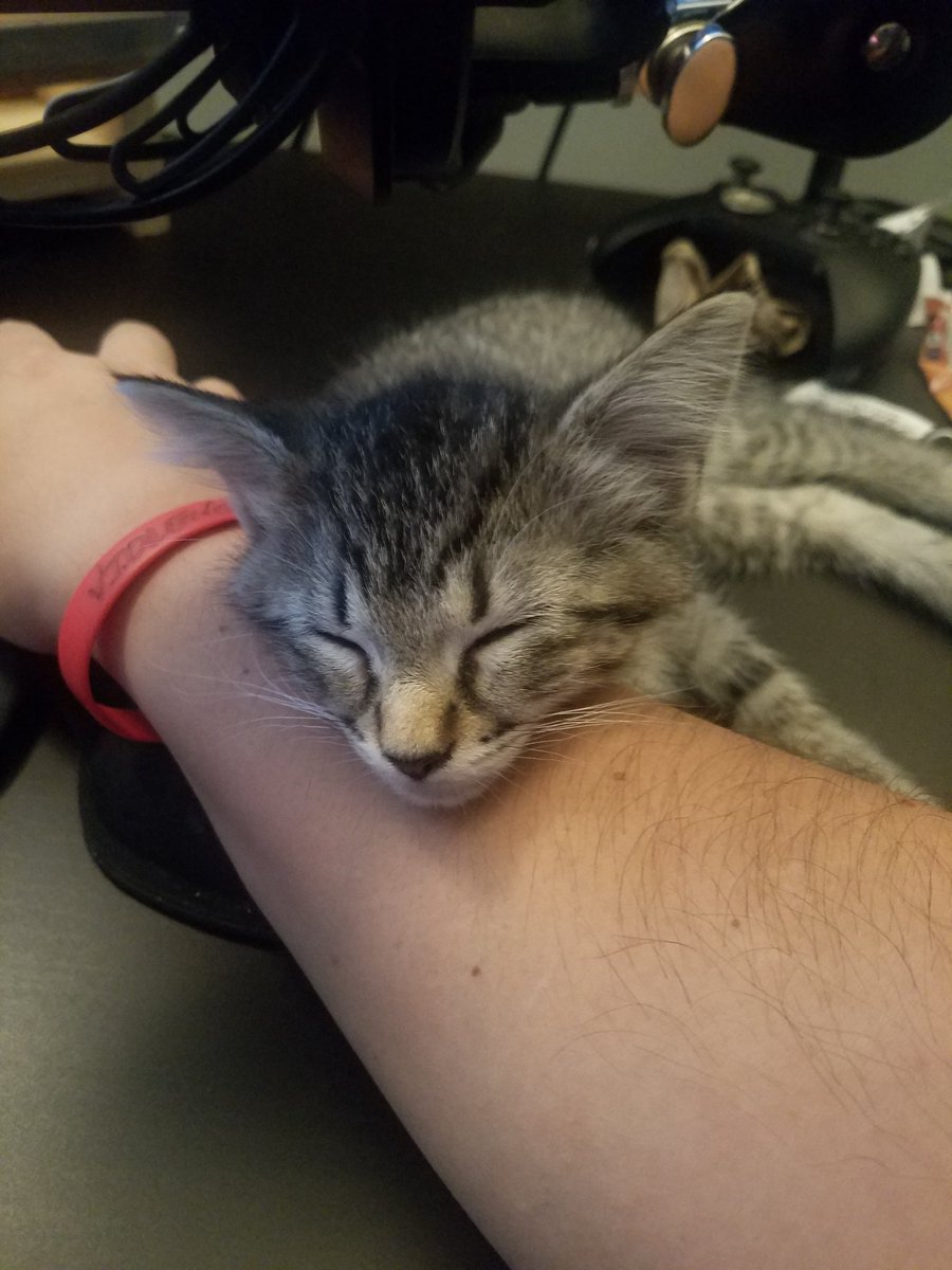 iRISEyoufaLL146's tweet photo. @HappyKaiju Umm we have twins... maze when she was a kitten https://t.co/oVhBLM2tNI