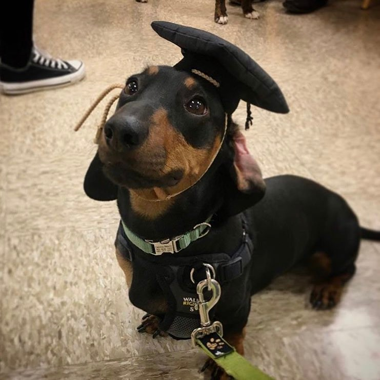 salsichinhas's tweet photo. Formado em Salsichologia 🤧 https://t.co/CbDUVAEAtn