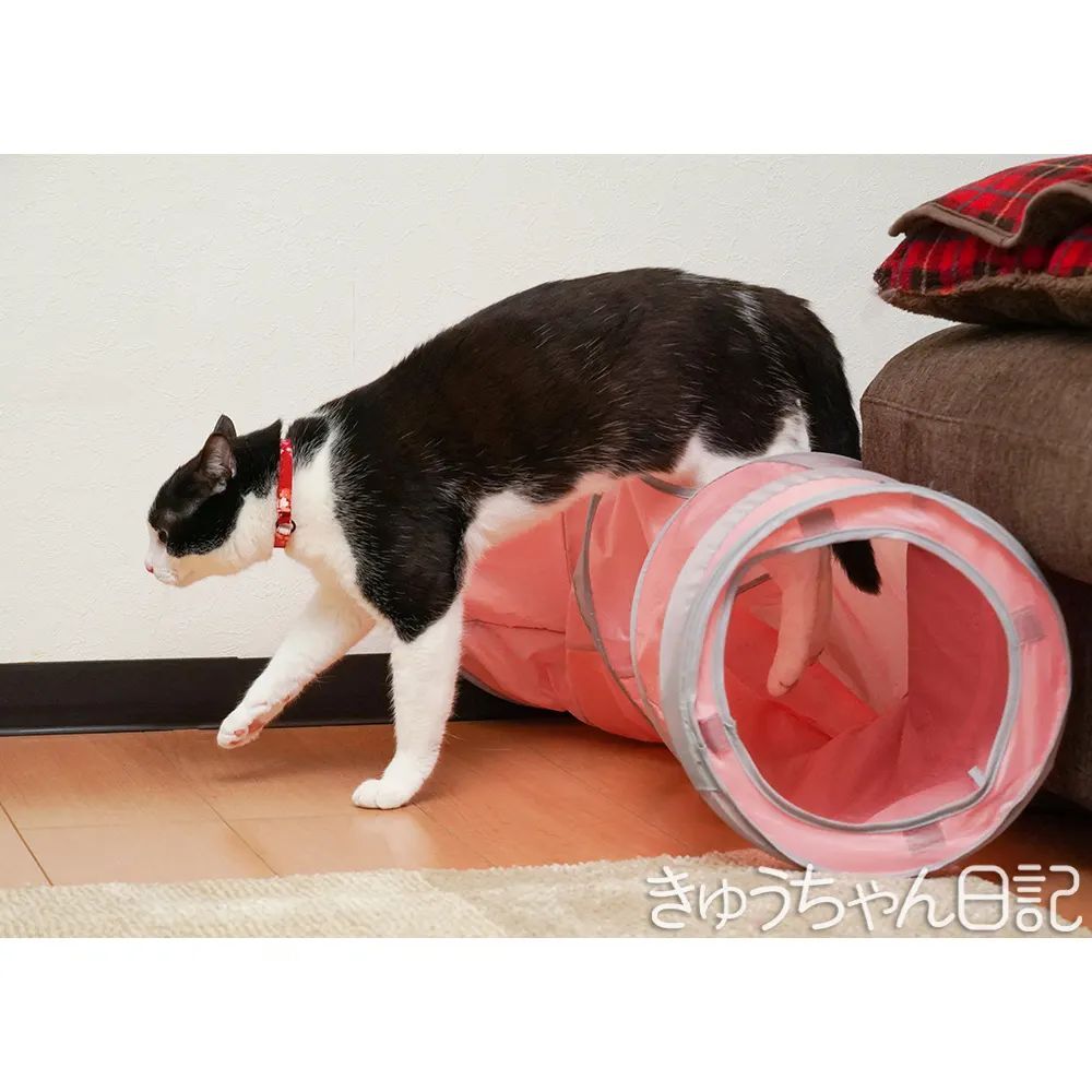 hatchan_nikki's tweet photo. #きゅうちゃん #きゅうちゃん日記 #猫 #ねこ #ネコ #白黒猫 #白黒猫きゅうちゃん #ハチワレ猫 #はちわれねこ #かわいすぎてこまっちゃう #にゃんすたぐらむ #cat #blackandwhitecat #cute #cutecat #catstagram #instacatsgram #felixcat #tuxedocat #トンネル https://t.co/A0axMlnI9M https://t.co/IzIP26sMhL