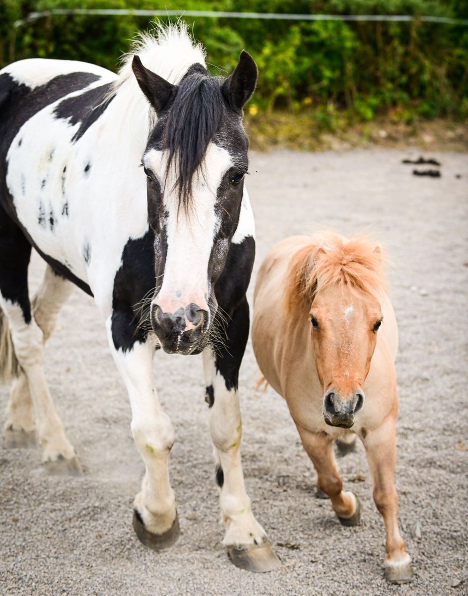 setrust's tweet photo. "Working with Tobi &amp; Peanut the Therapy Ponies gives everyone an opportunity to engage with animals, socialise &amp; enjoy a change of scenery!" 🐴 - Jane Merrell, Supported Living Manager

Residents in supported living in Lisburn have been making full use of the good weather! 🌤️ https://t.co/17rsXYnl76