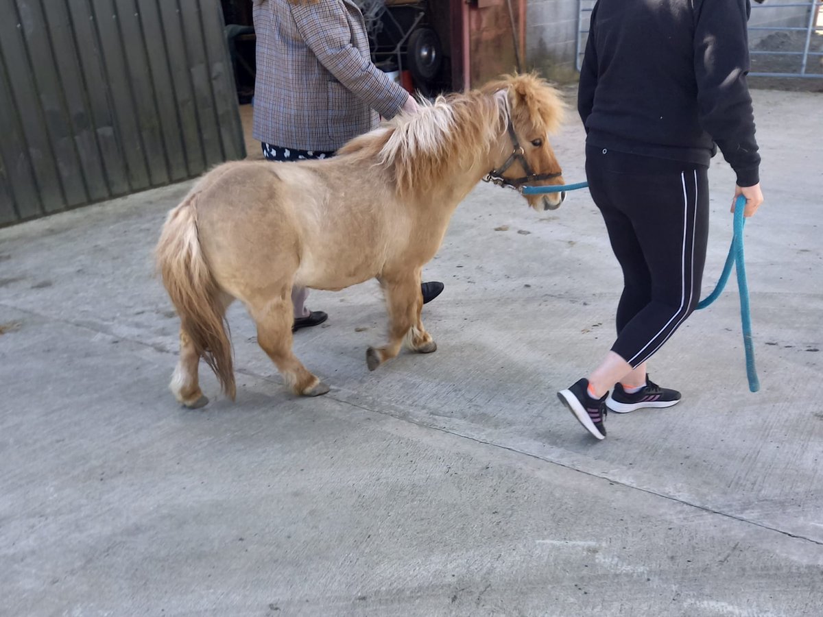 setrust's tweet photo. "Working with Tobi &amp; Peanut the Therapy Ponies gives everyone an opportunity to engage with animals, socialise &amp; enjoy a change of scenery!" 🐴 - Jane Merrell, Supported Living Manager

Residents in supported living in Lisburn have been making full use of the good weather! 🌤️ https://t.co/17rsXYnl76