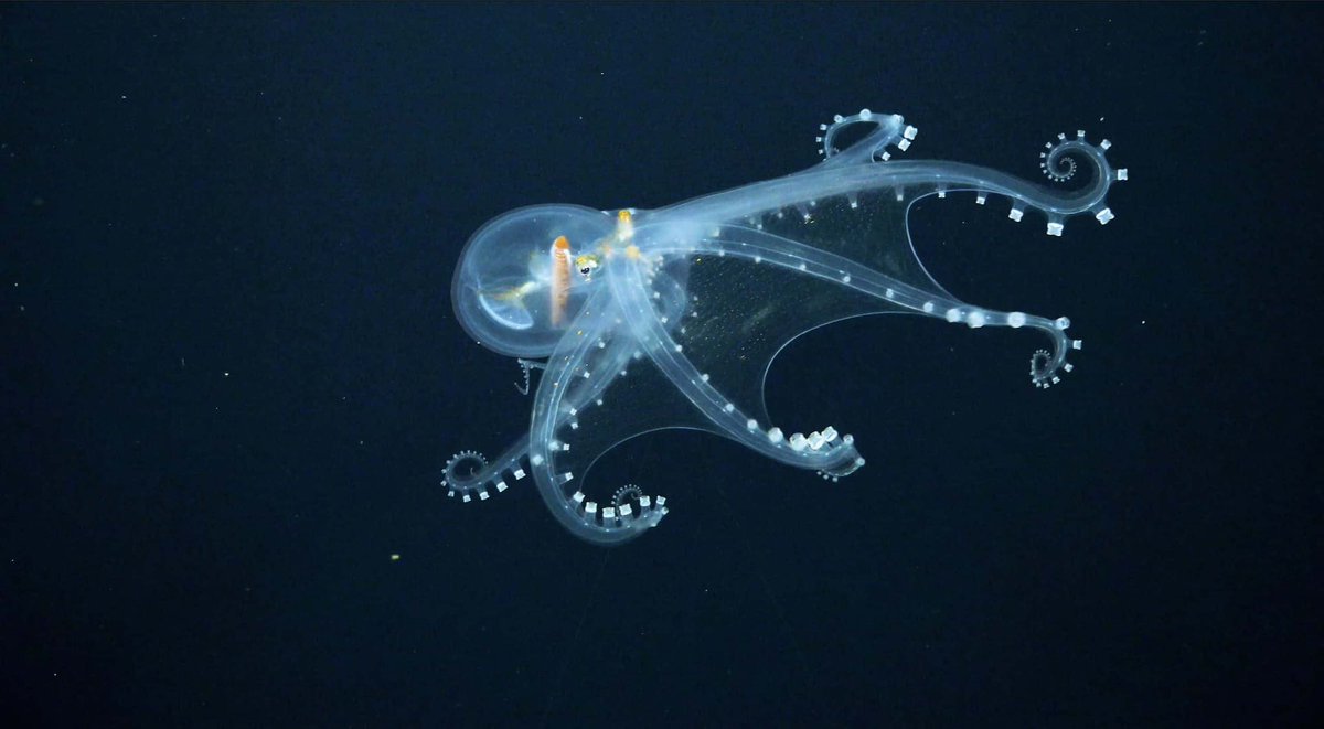 oceanicdaily's tweet photo. today’s daily oceanic friend is .. the glass octopus !! like many other deep sea creatures, these guys are transparent ! they can be found in tropical and subtropical waters and can grow up to 18 inches !! they are quite rare and their appearance helps hide them from predators ! https://t.co/Ol9UjFF0af
