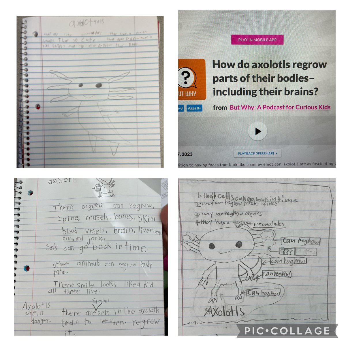 Sharpening our listening comprehension skills by listening to a <a href="/ButWhyKids/">But Why Podcast</a> podcast. <a href="/DiemerEagles/">Diemer Eagles SMSD</a>