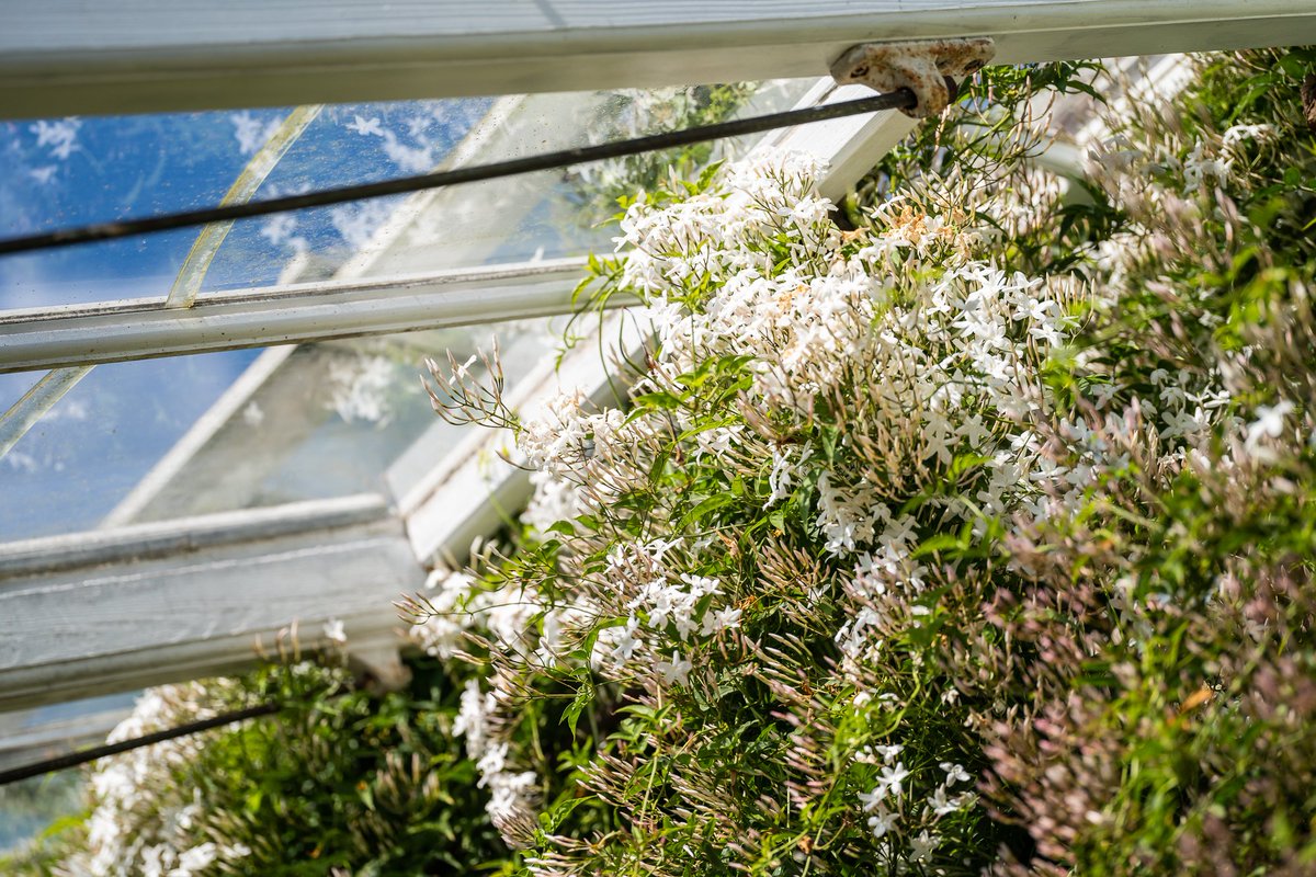 The sweet smell of jasmine is filling the air in the greenhouse at the moment 🌿