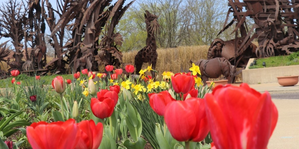 ForestPark4Ever's tweet photo. Tulips are open!🌷🎉 💙  @StLZoo

#ForestParkForever #ForestParkStL #ForestParkStLouis #ForestPark #ForestParkPic #StLouis #StL #AnimalsAlways https://t.co/ubyXRaqlSd