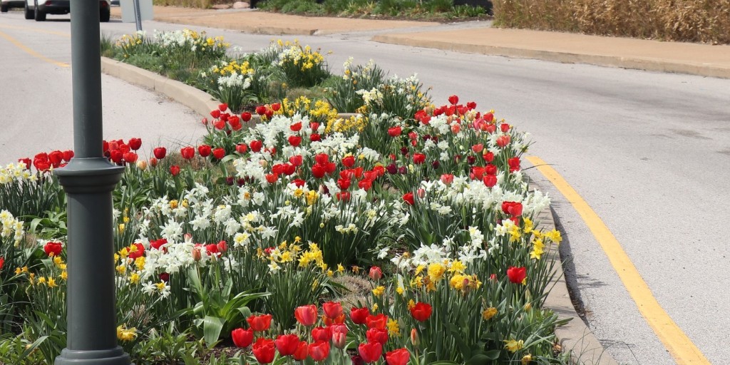 ForestPark4Ever's tweet photo. Tulips are open!🌷🎉 💙  @StLZoo

#ForestParkForever #ForestParkStL #ForestParkStLouis #ForestPark #ForestParkPic #StLouis #StL #AnimalsAlways https://t.co/ubyXRaqlSd