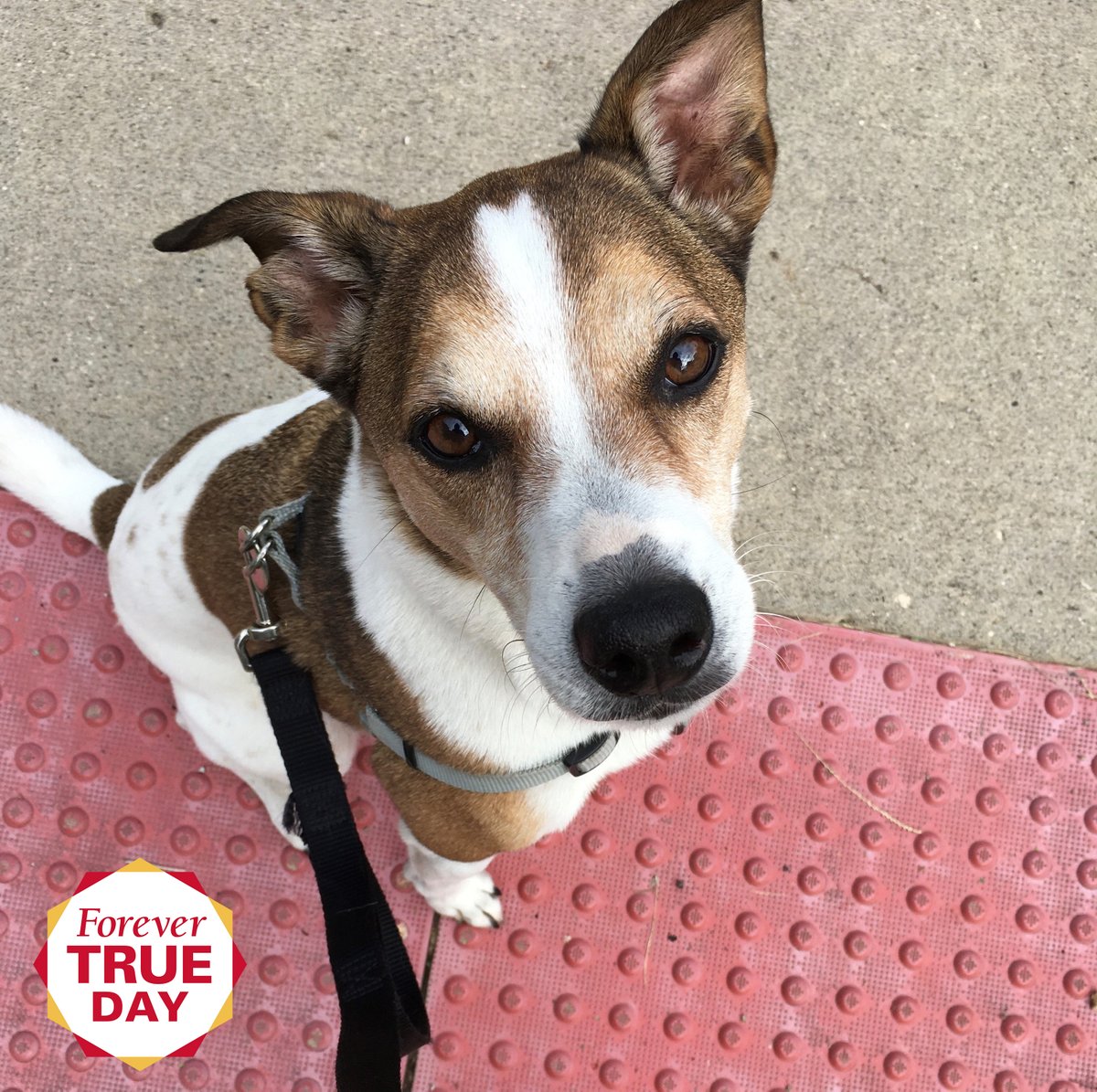 IvyIowaState's tweet photo. More pet photo submissions from #ForeverTrueDay! Thank you, Ivy community, for your incredible generosity, helping us pass our goal of over 250 donations this year #ForeverTrueDay! #IvyPower https://t.co/xYw26xxmcO