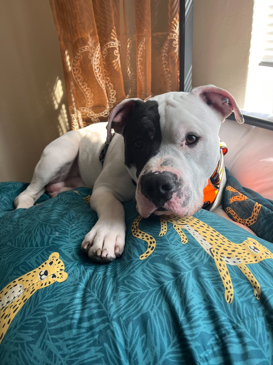 IvyIowaState's tweet photo. More pet photo submissions from #ForeverTrueDay! Thank you, Ivy community, for your incredible generosity, helping us pass our goal of over 250 donations this year #ForeverTrueDay! #IvyPower https://t.co/xYw26xxmcO