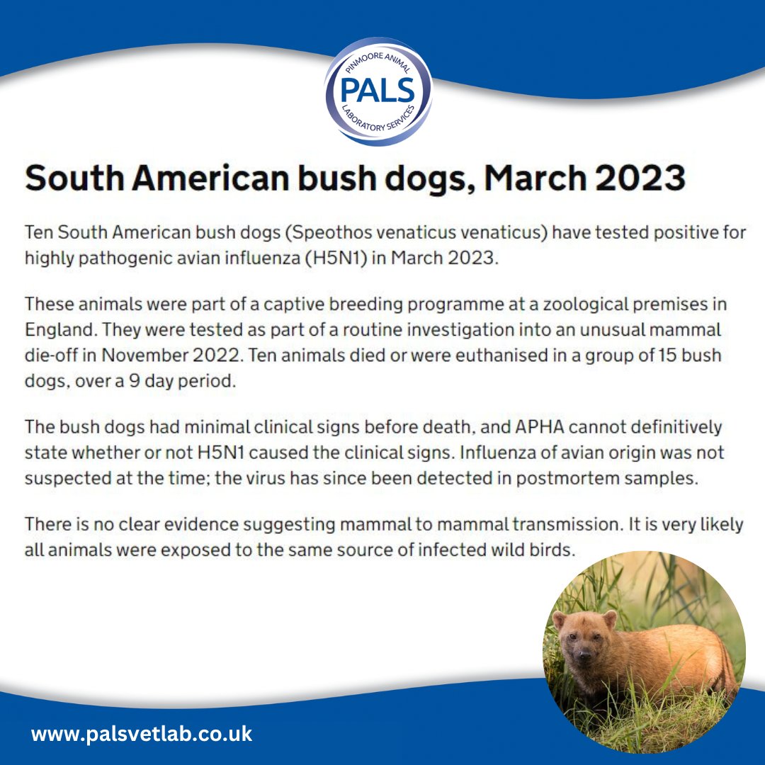 palsvetlab's tweet photo. 🔷 IMPORTANT NOTICE ❗

#veterinarydiagnostics #veterinary #vetlife #exotics #zoological #bushdogs #bushdog #animalhealth #avianflu #zookeeper #zoolife

Reference: https://t.co/CPsygwiC9c https://t.co/Rs4NVVIg4t