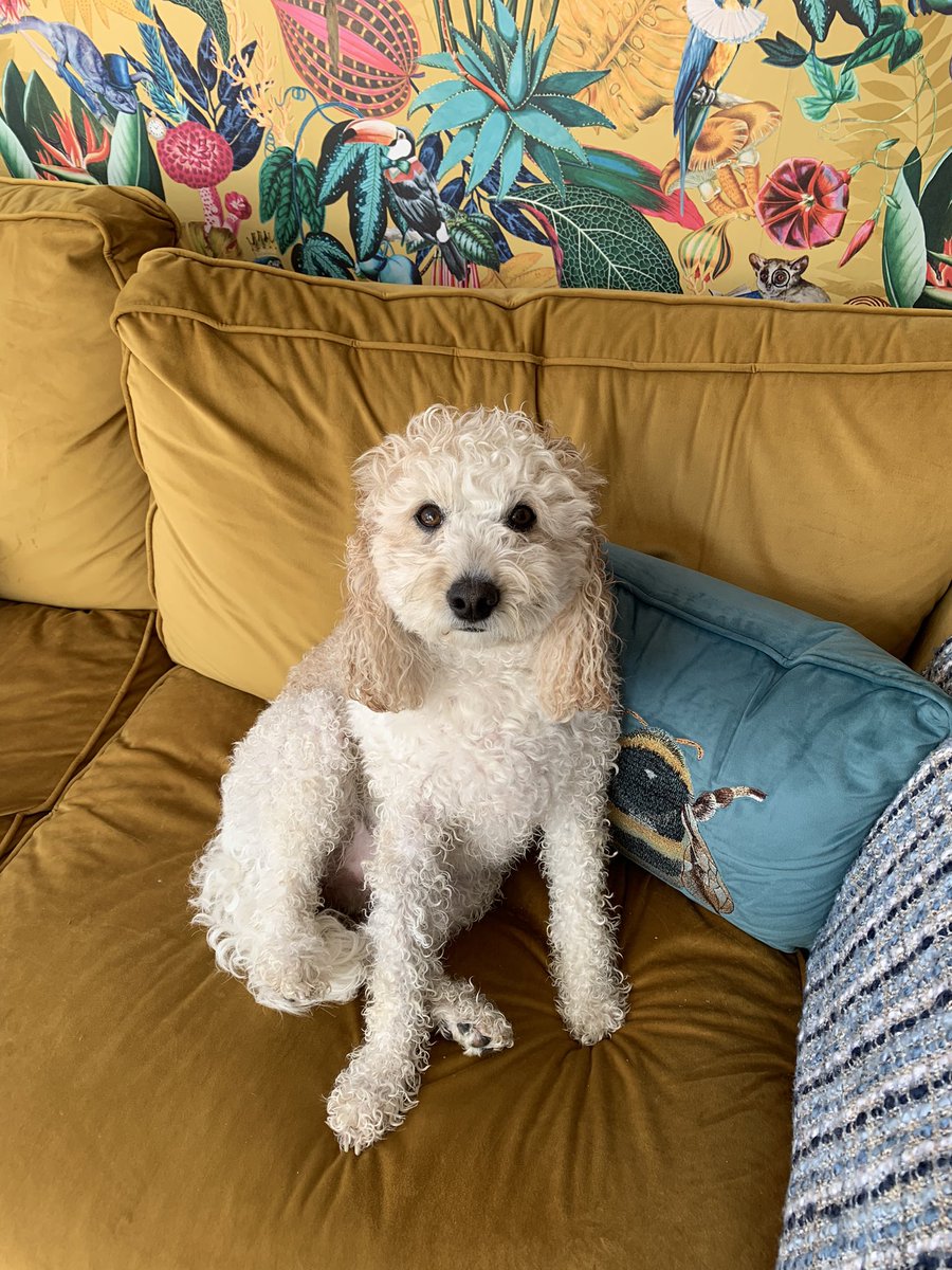 What the hecklers, soaked in the April showers and as a result mees been bathed.