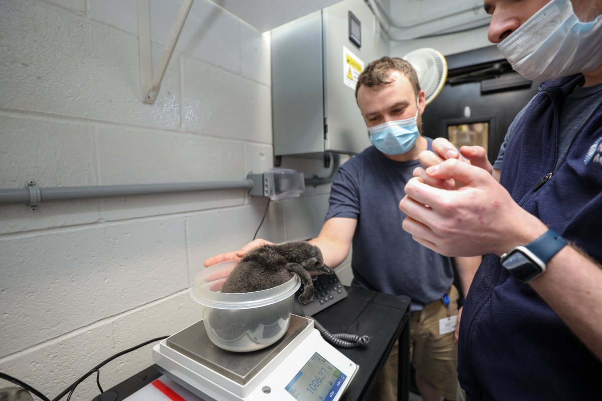 MarcNBCBoston's tweet image. For anyone having a bad day, I give you... cute photos of @NEAQ's newly-hatched African penguin chick!