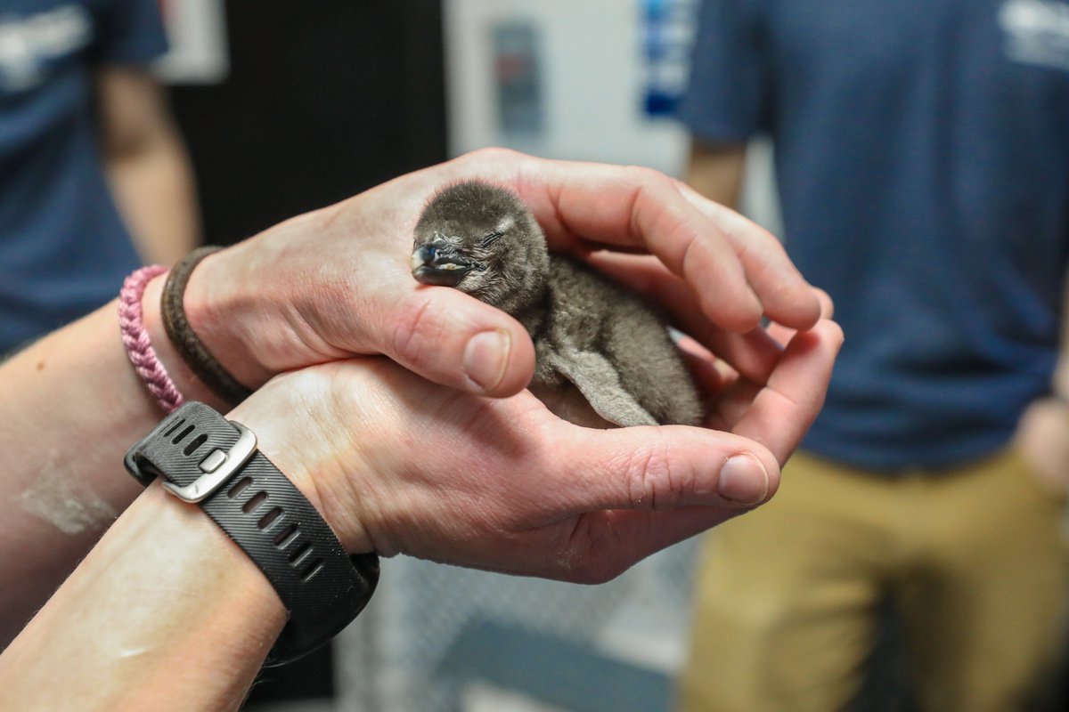 MarcNBCBoston's tweet image. For anyone having a bad day, I give you... cute photos of @NEAQ's newly-hatched African penguin chick!