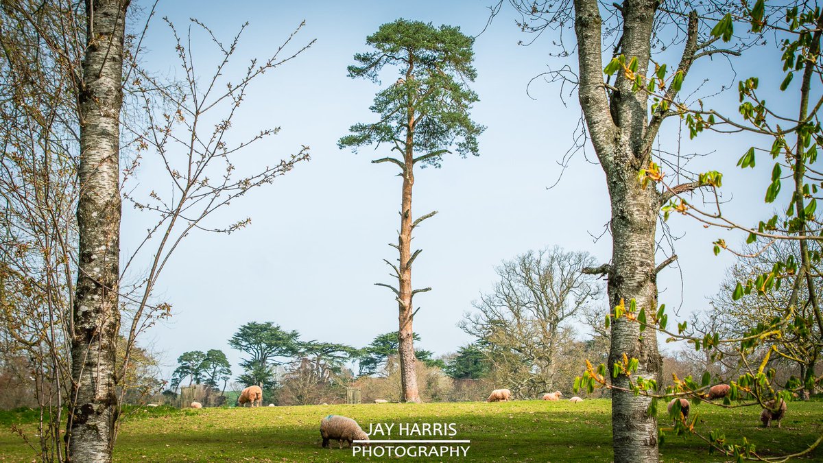 JayHarrisPhoto1's tweet image. 𝗘𝗔𝗦𝗧𝗘𝗥 𝗦𝗨𝗡𝗗𝗔𝗬 stroll around 𝗦𝗛𝗢𝗕𝗥𝗢𝗢𝗞𝗘 𝗣𝗔𝗥𝗞

facebook.com/jayharrisphoto…

#shobrookepark #devon #middevon #landscapephotography