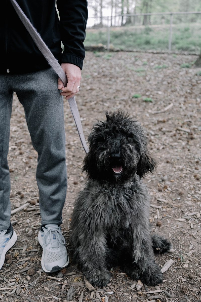 CollegedaleTN's tweet photo. Its all smiles over here at the City of Collegedale's dog park this morning for pet month! Our dog park is located near Tallant Road, have you been? #thebestdoggos https://t.co/KkCJ7bs7LG