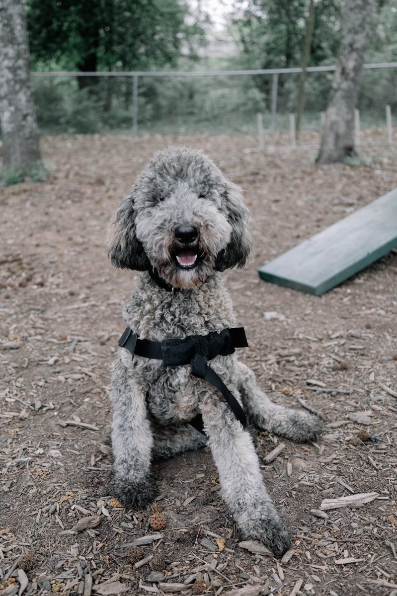 CollegedaleTN's tweet photo. Its all smiles over here at the City of Collegedale's dog park this morning for pet month! Our dog park is located near Tallant Road, have you been? #thebestdoggos https://t.co/KkCJ7bs7LG