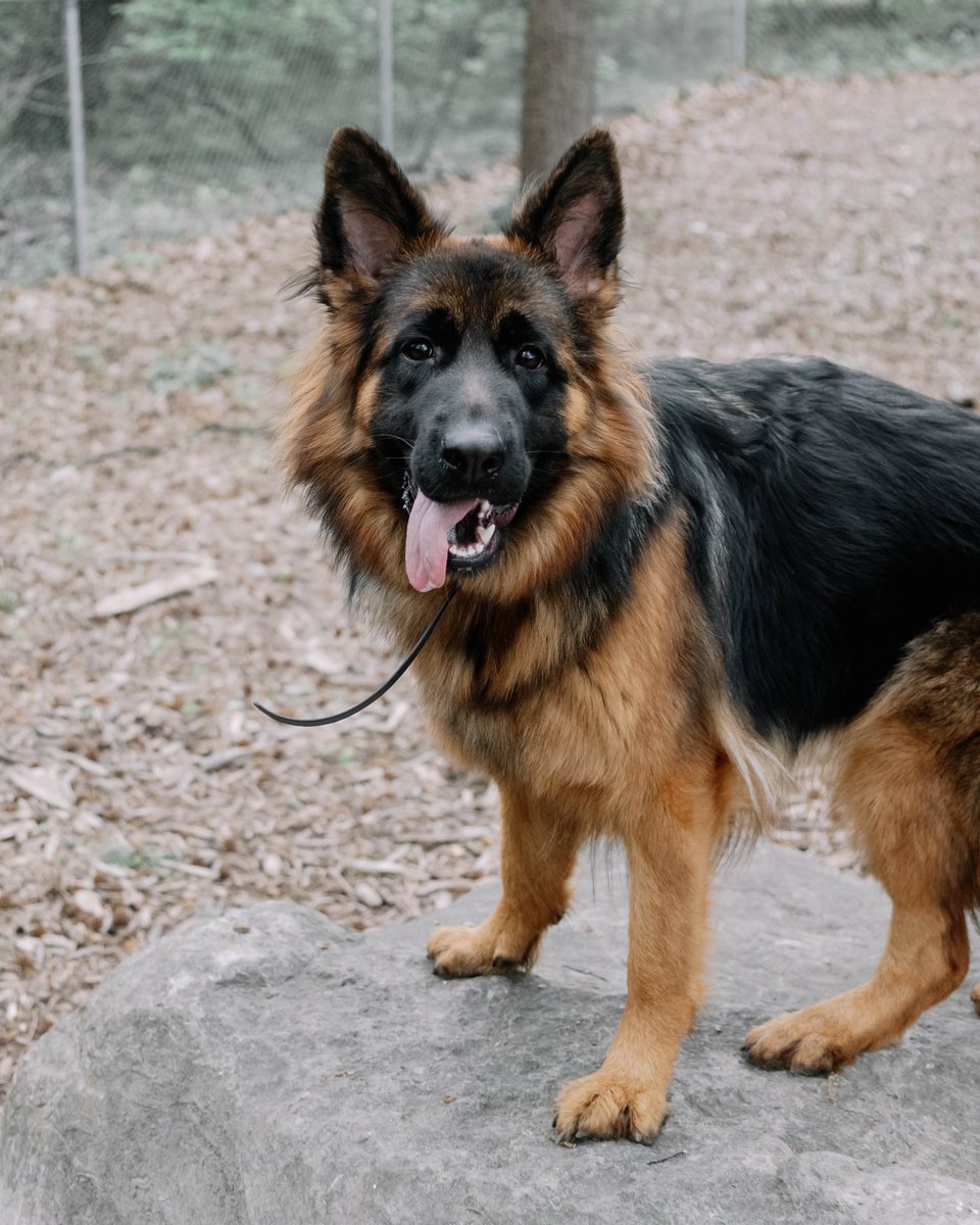 CollegedaleTN's tweet photo. Its all smiles over here at the City of Collegedale's dog park this morning for pet month! Our dog park is located near Tallant Road, have you been? #thebestdoggos https://t.co/KkCJ7bs7LG