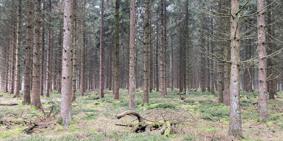 IPlantATree's tweet photo. Wir haben ein neues Projekt online! Die Fläche befindet sich in der Nähe von Hamburg und soll mit Buchen bestockt werden.

Alle Infos findet ihr hier: https://t.co/xdOfllmq7t https://t.co/YdF64jV7UK