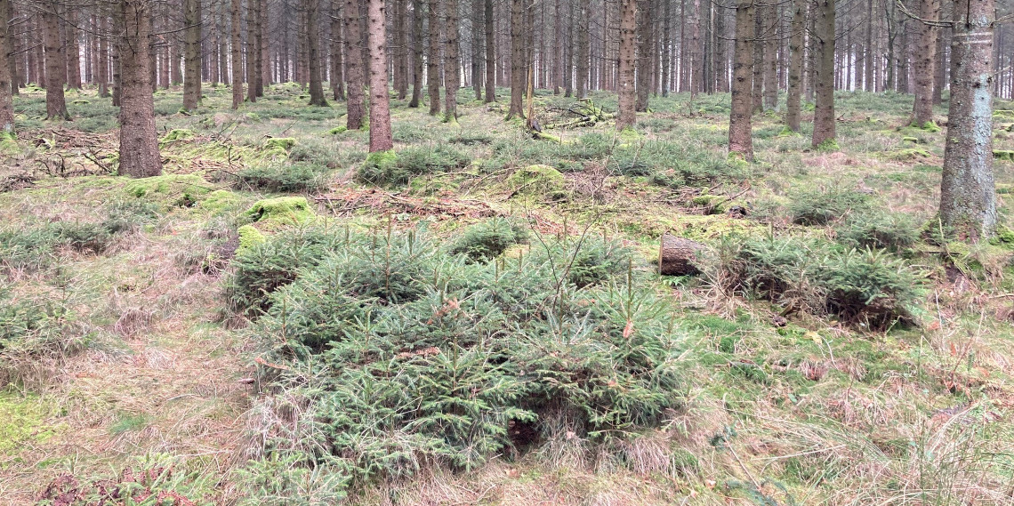 IPlantATree's tweet photo. Wir haben ein neues Projekt online! Die Fläche befindet sich in der Nähe von Hamburg und soll mit Buchen bestockt werden.

Alle Infos findet ihr hier: https://t.co/xdOfllmq7t https://t.co/YdF64jV7UK
