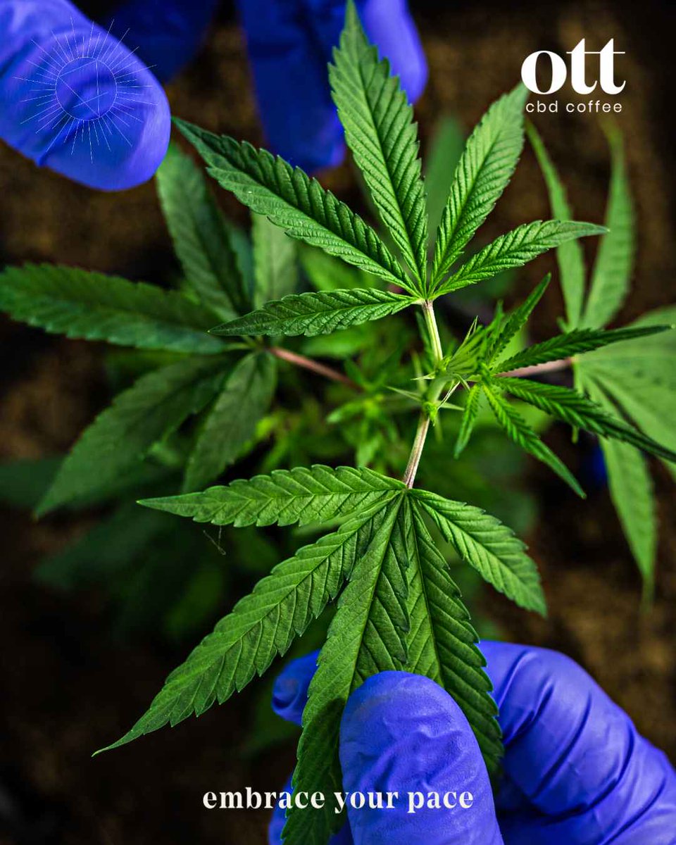 ott_coffee's tweet photo. What is CBD? CBD is a non-psychoactive compound found in hemp extract. Our lab-tested CBD coffee is pure, high-grade, and free of pesticides and heavy metals
#ottcoffee #cbdfacts #hempcoffee https://t.co/hzNEb1fvu6