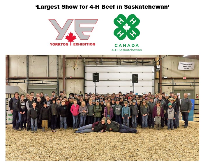 ffunchev's tweet photo. One of the biggest 4-H Steer and Heifer shows in Saskatchewan takes place over at the Gallager Center over the next three days! Good luck to everyone competing. #heifer #steer #cattle #saskag #4h #cattleshow https://t.co/iN6VBWpsyt