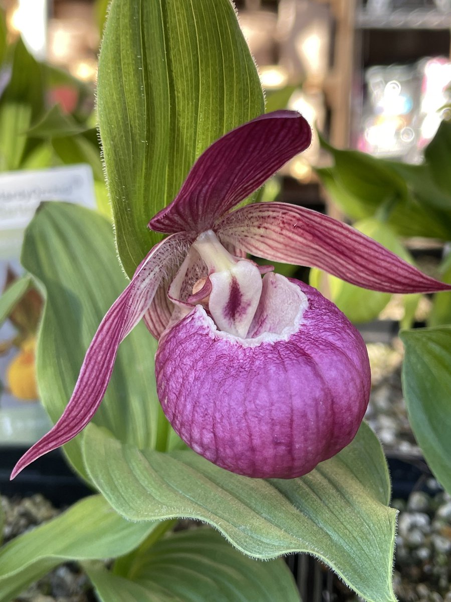 PhoenixPer's tweet photo. HARDY ORCHIDS! Our gorgeous #Cypripedium are in bloom! They are all hybrids so relatively easy to grow and can double in flower count every year! ;-) #orchids #ladyslippers #hardyorchids #orchid #cypripedium #ladyslipper #ladyslipperorchid #fabatphoenix #phoenixperennials https://t.co/Bnhpv2hNbw