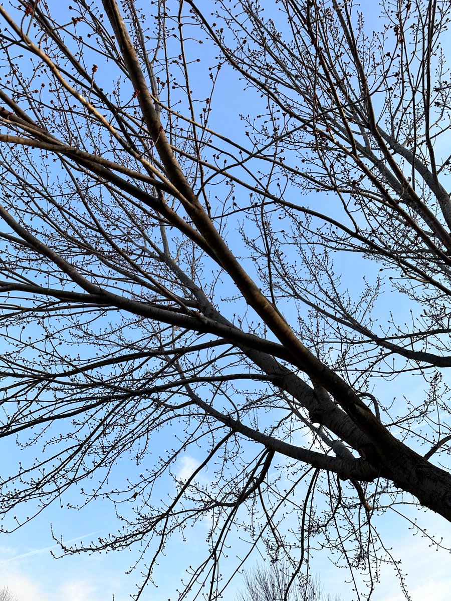 #midwestspring#springbuds#johnsonopstreecare