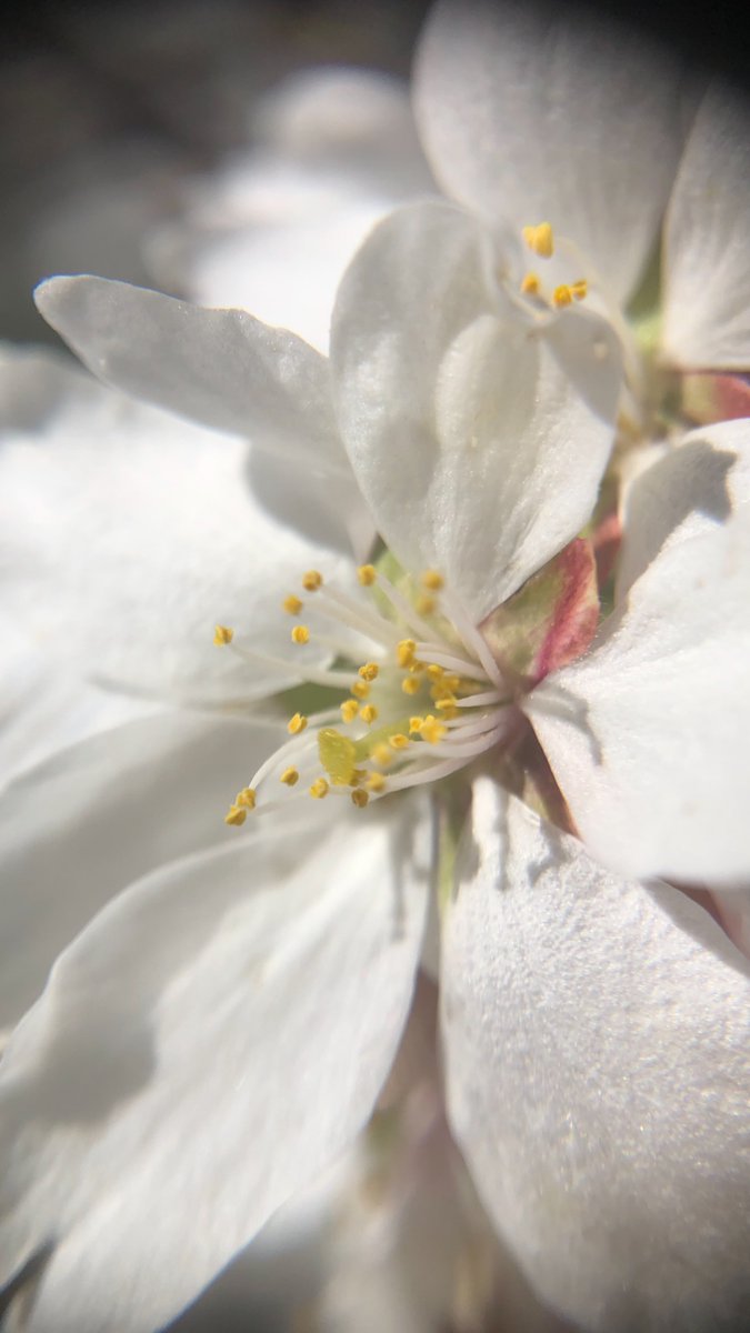 Diggtydonna's tweet photo. Happy Spring !!! These warm temps made for a beautiful evening walk picture taking #NaturePhotography #FLOWER #NatureBeauty #naturelover #springtime #Flowers #picoftheday #NatureLovers #photography #photooftheday https://t.co/Mxt8nTTXrE