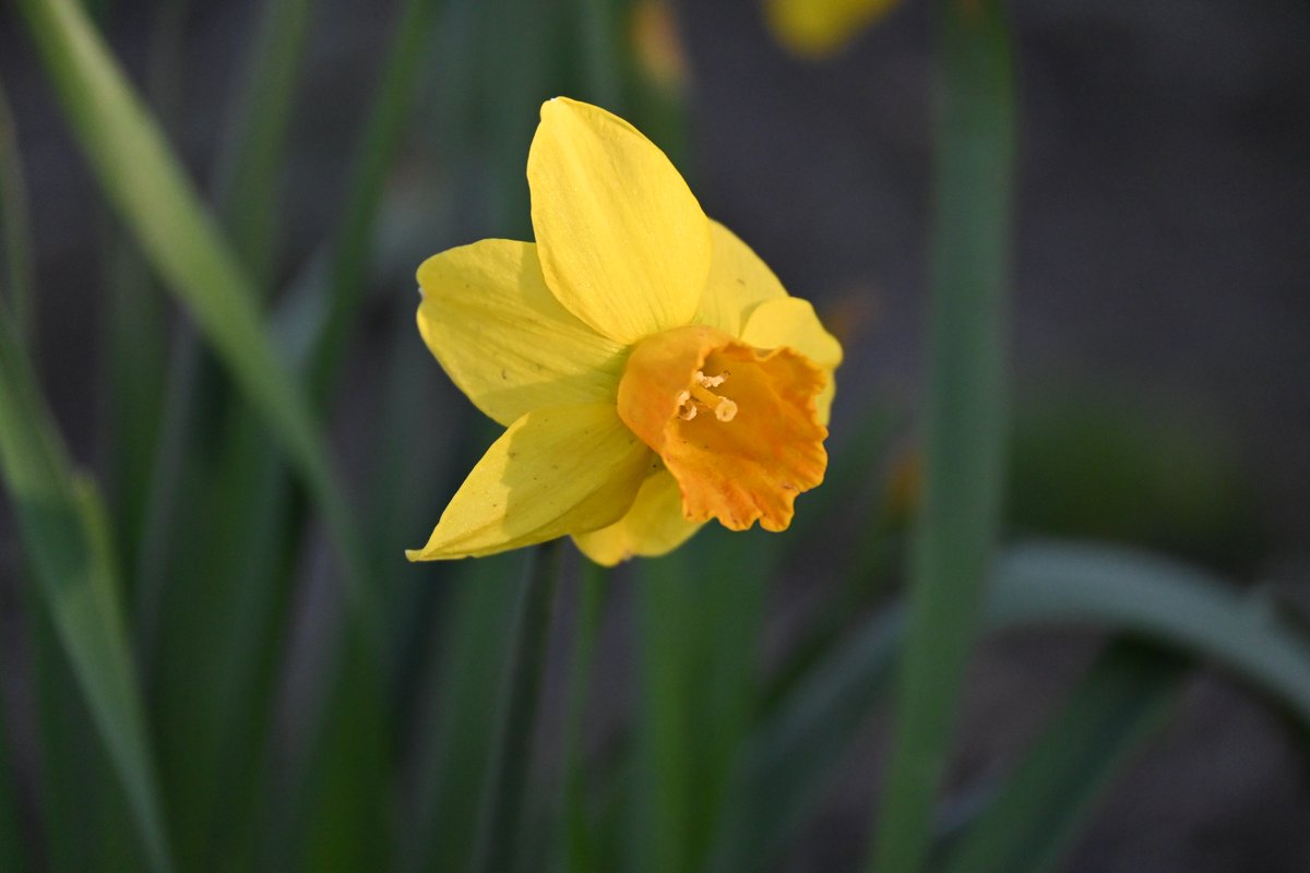 Diggtydonna's tweet photo. Happy Spring !!! These warm temps made for a beautiful evening walk picture taking #NaturePhotography #FLOWER #NatureBeauty #naturelover #springtime #Flowers #picoftheday #NatureLovers #photography #photooftheday https://t.co/Mxt8nTTXrE