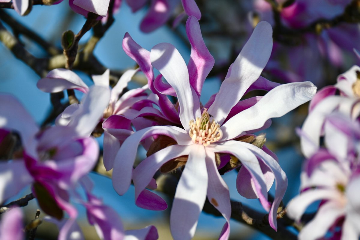 Diggtydonna's tweet photo. Happy Spring !!! These warm temps made for a beautiful evening walk picture taking #NaturePhotography #FLOWER #NatureBeauty #naturelover #springtime #Flowers #picoftheday #NatureLovers #photography #photooftheday https://t.co/Mxt8nTTXrE