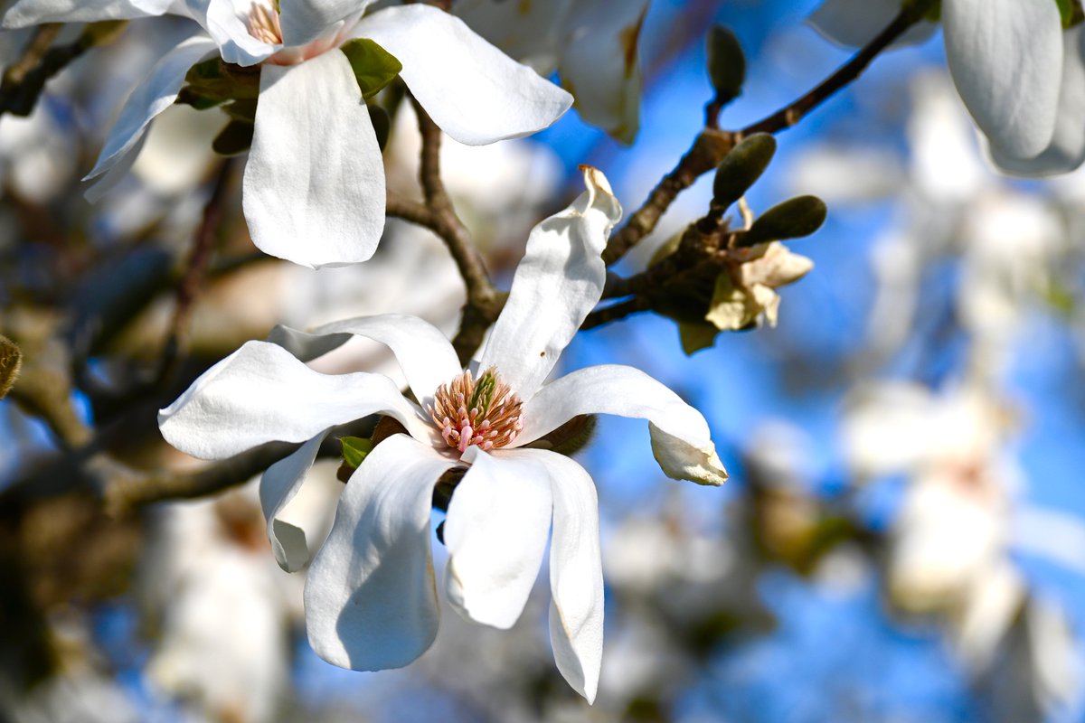 Diggtydonna's tweet photo. Happy Spring !!! These warm temps made for a beautiful evening walk picture taking #NaturePhotography #FLOWER #NatureBeauty #naturelover #springtime #Flowers #picoftheday #NatureLovers #photography #photooftheday https://t.co/Mxt8nTTXrE