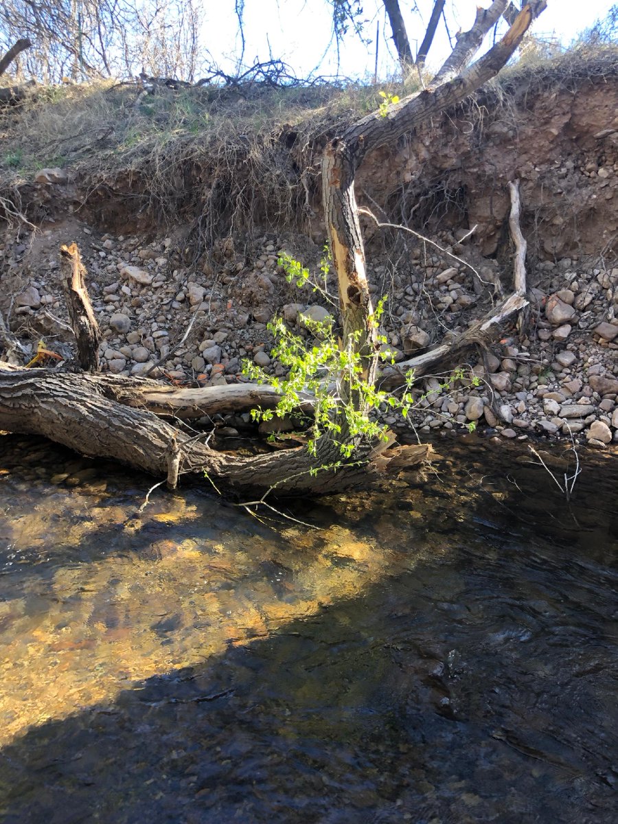 Even when you fall, you can still grow. #homeandlovingit,