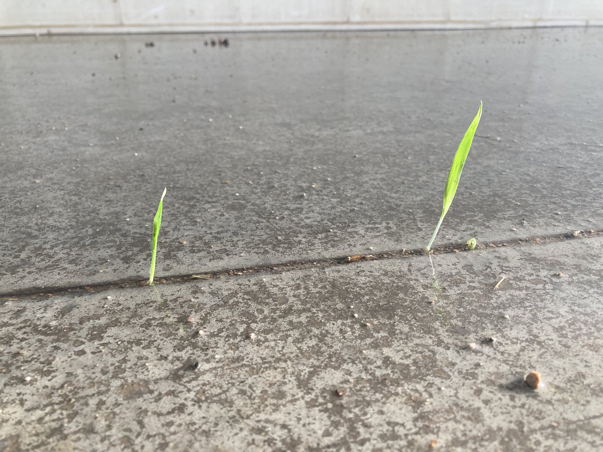 HetSeeds's tweet photo. #plant23 up and running https://t.co/fTn74OjlkG