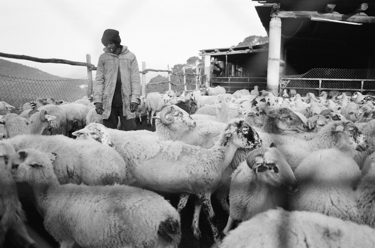 BoogalooFilms's tweet photo. Aquests dies estem gravant #EjerciciosParaVerADios, la nova pel·lícula de Miguel Ángel Blanca 🐑🪜 i compartim algunes imatges del rodatge de Raimon Fransoy 📸 Gràcies Rai!
Amb #LosDetectives i molts #freejazzsoldiers 🤍
#comingsoon
@CineICAA @Filmin @catalanfilms https://t.co/8UZyl9nEy8