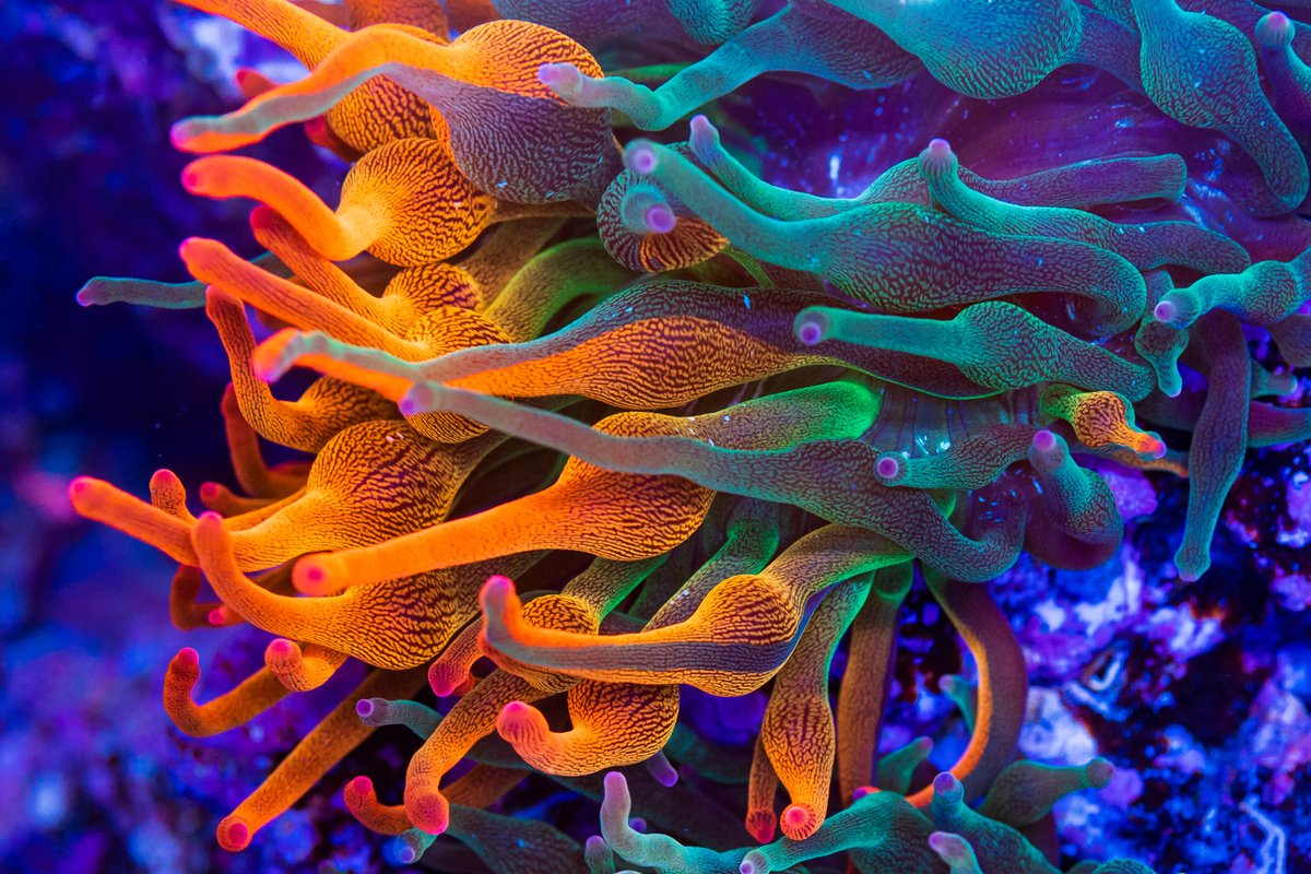 World Wide Corals tweet media