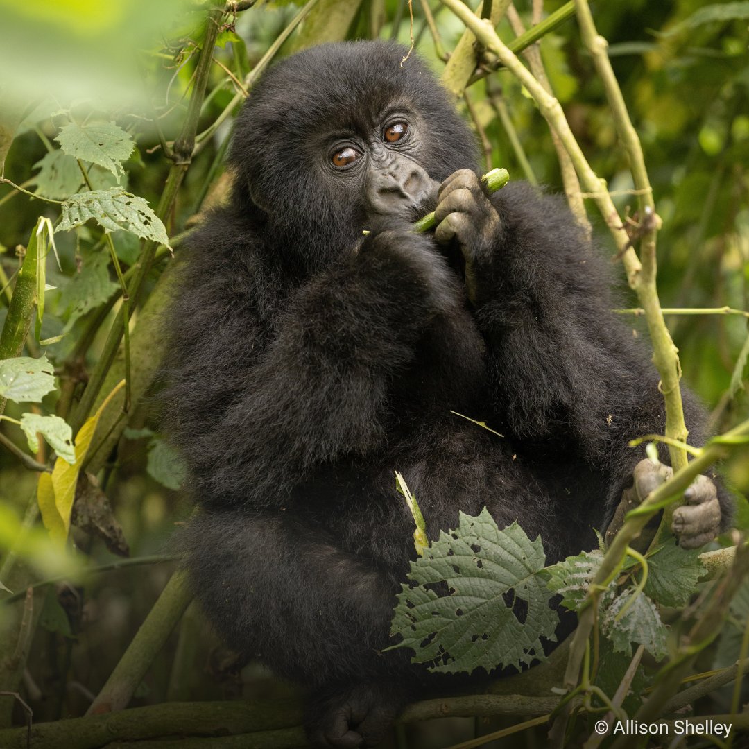 How do household water tanks in Rwanda help #MountainGorillas thrive? Families with tanks no longer enter gorilla habitat to collect water, leading to lowered risk of disease transmission, reduced stress on gorilla groups, and improved habitat quality. loom.ly/pi0iRh0
