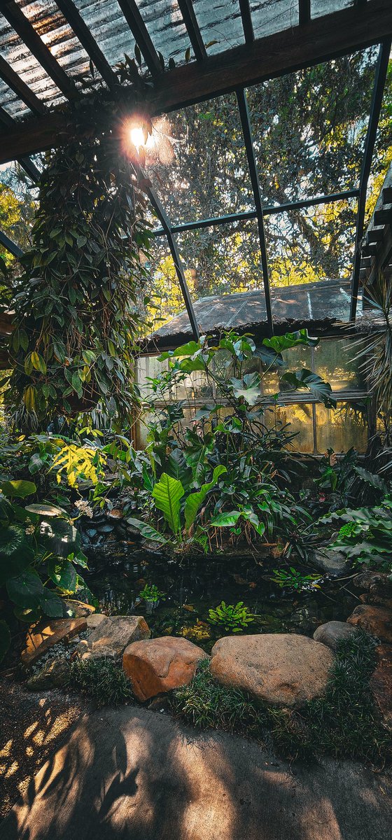 angiemclagg's tweet photo. Beautiful ✨️ 🪴🌿 #photography https://t.co/L4MDc4pkVN