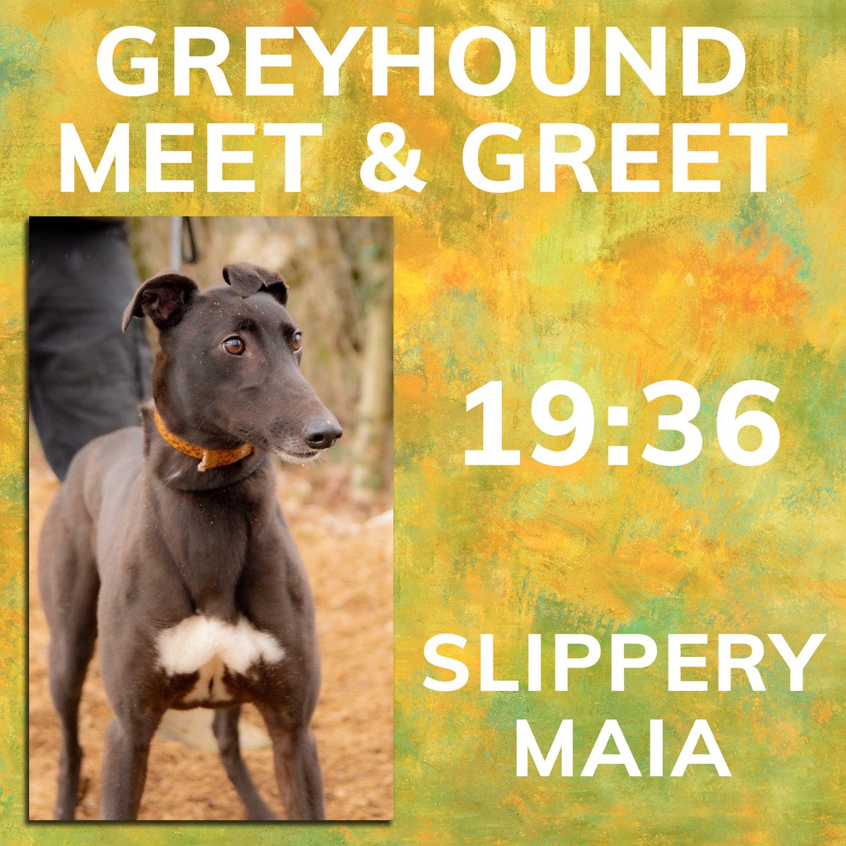 HoveGreyhounds's tweet photo. Maia will be aiming for back to back golds in todays 19:36 race so she can show off in her meet and greet! 🥇

If you’re at the stadium tonight, make sure you don’t miss out on the chance to meet Maia and her trainers on the winners podium after her race!

@adachikennels https://t.co/fYoyiwMXTQ