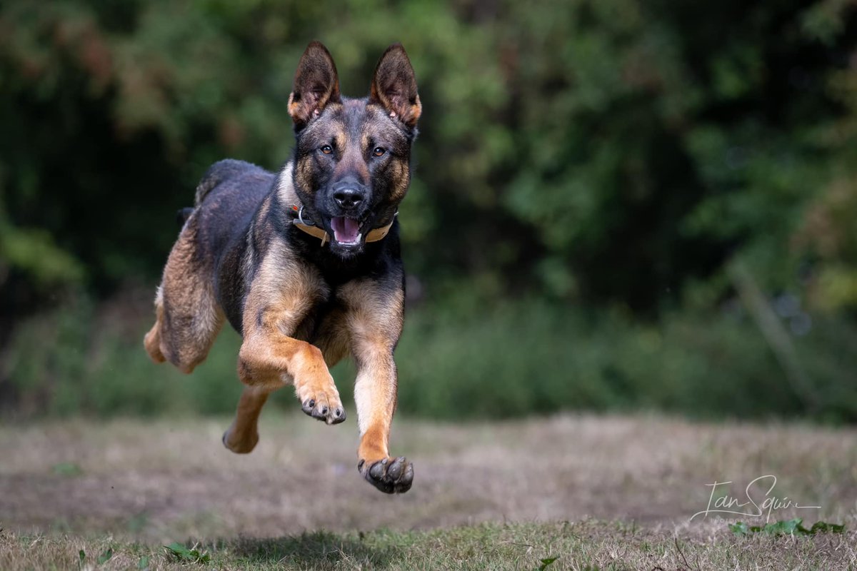DurhamPolice's tweet image. Happy belated birthday to our boy Rex 🐾🎈

Yesterday, he turned the mighty age of 2 and celebrated by tracking down two men wanted in connection with thefts from cars in #Peterlee.

Rex picked up their scents and led officers straight to the suspects hiding in a nearby garden 👏