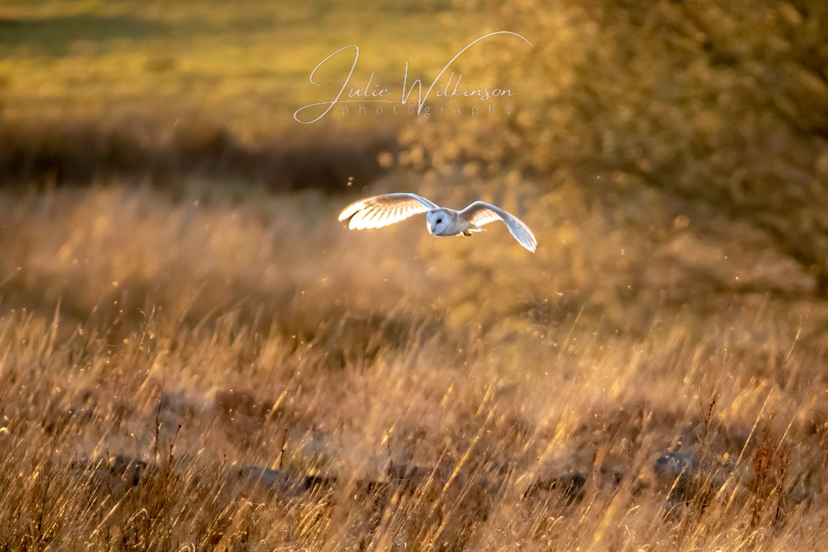 Barn Owl at Golden Hour on the Yorkshire Moors...

#BirdsSeenIn2023 #BirdsOfTwitter #BirdTwitter #BarnOwl #BarnOwls #WildIsles #saveourwildisles #birdphotography #wildlifephotography #NaturePhotography #BBCWildlifePOTD