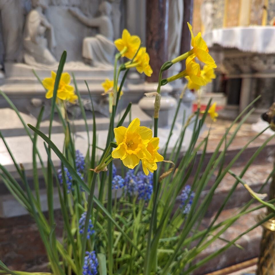 NewryDominican's tweet photo. Easter flowers! 💐 These beautiful flowers adorning our altar this week 🌻 Thanks to Fr Adrian and the team for growing and arranging this Easter display 🐣 https://t.co/FPAlIQsUzM https://t.co/L58KfcK1jJ