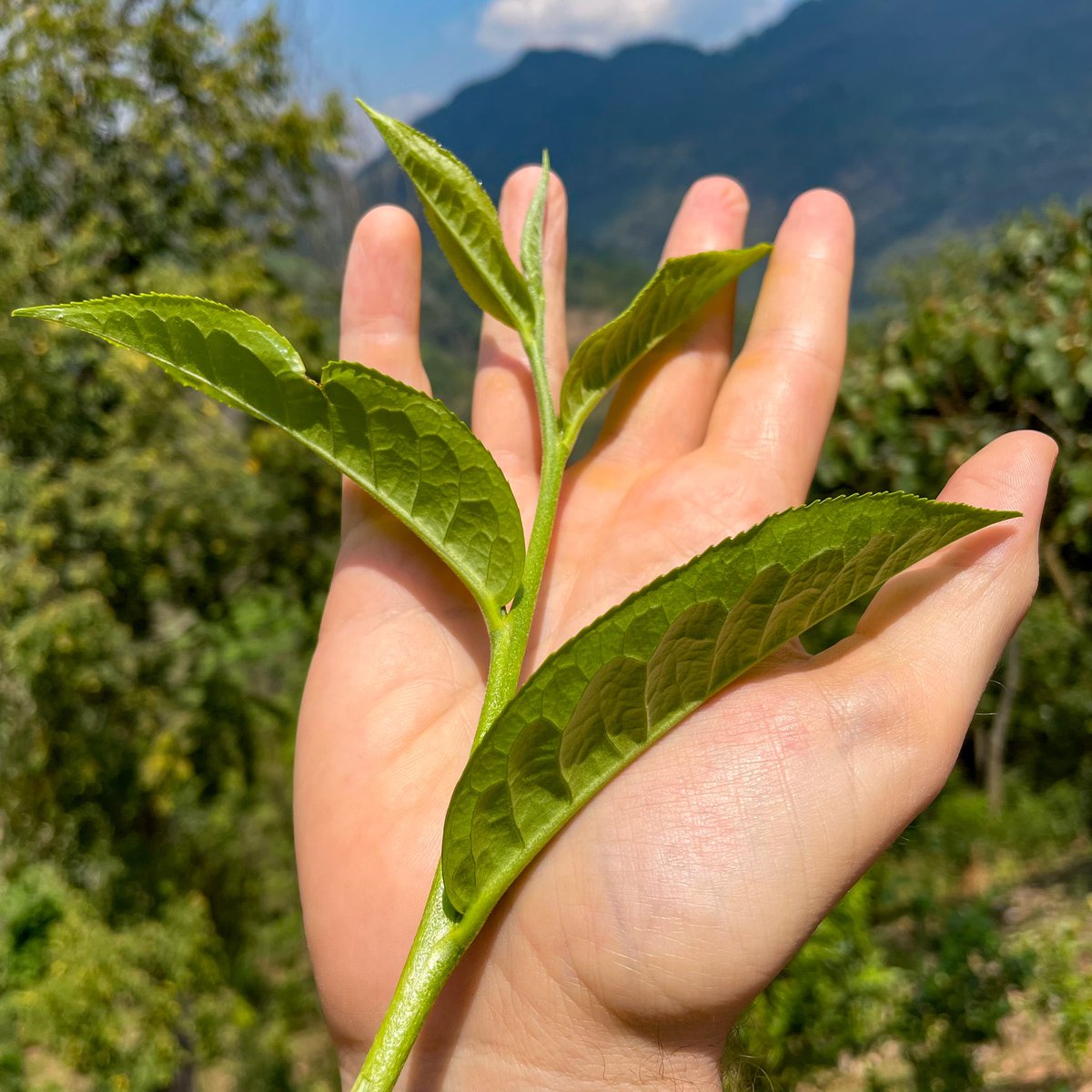 free global shipping on orders over $39 this weekend with coupon code ‘spring23’. try our latest releases, stock up on your old favorites and enjoy the sale. cheers from the tea mountains