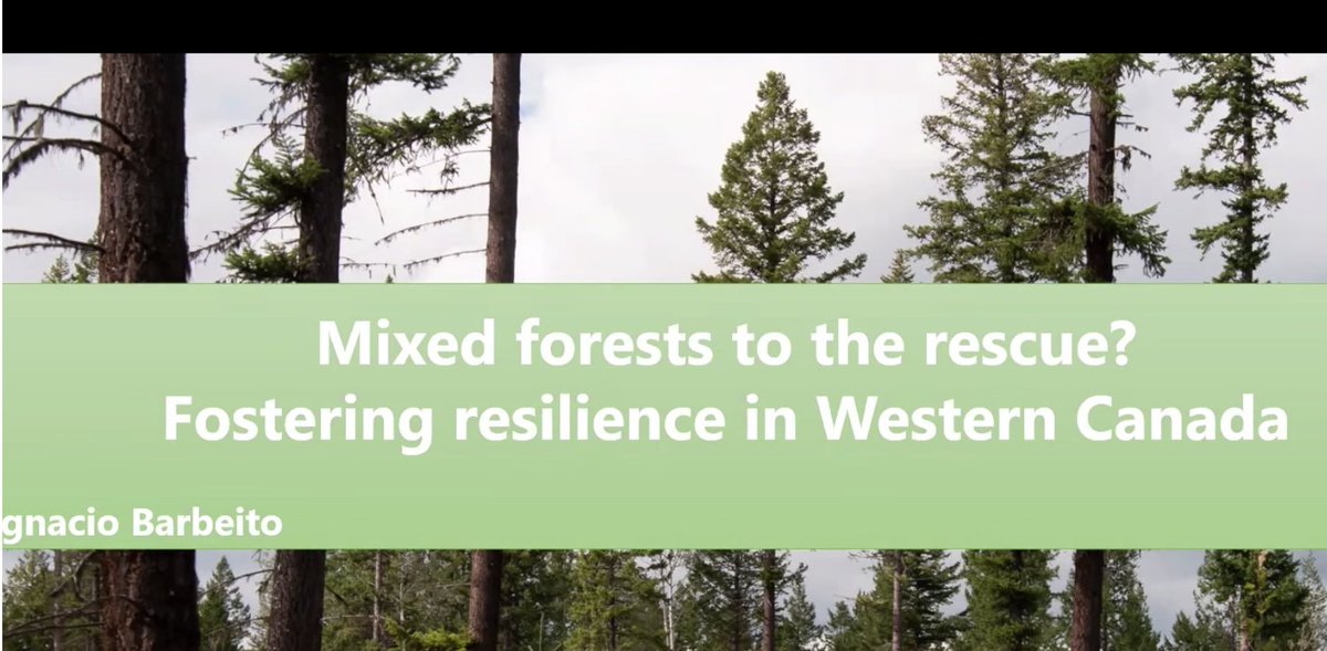 ecoacsa's tweet photo. Afternoon speakers @ #COMFORSUDOE final conference are addressing
🟢Resistance of mixed forests to non-native pests, Hervé Jactel from @INRAE_France
🟢 Mixed forests to the rescue? Fostering resilience in Western Canada @IgnacioBarbeito from @UBC #complexforests #mixedforests https://t.co/lXQ431Qz5V