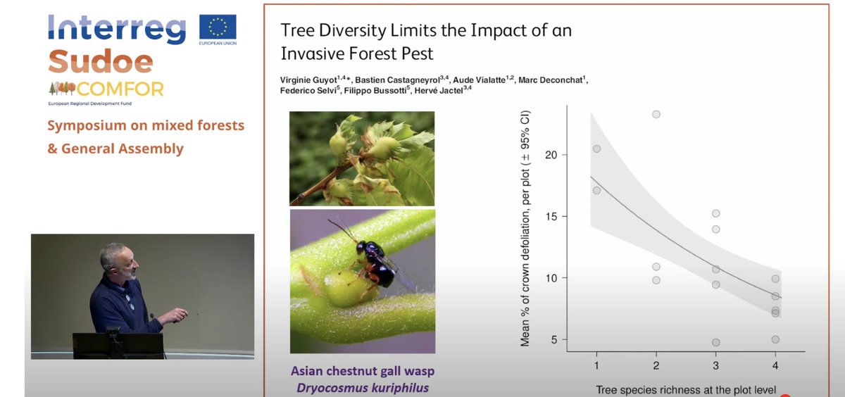 ecoacsa's tweet photo. Afternoon speakers @ #COMFORSUDOE final conference are addressing
🟢Resistance of mixed forests to non-native pests, Hervé Jactel from @INRAE_France
🟢 Mixed forests to the rescue? Fostering resilience in Western Canada @IgnacioBarbeito from @UBC #complexforests #mixedforests https://t.co/lXQ431Qz5V