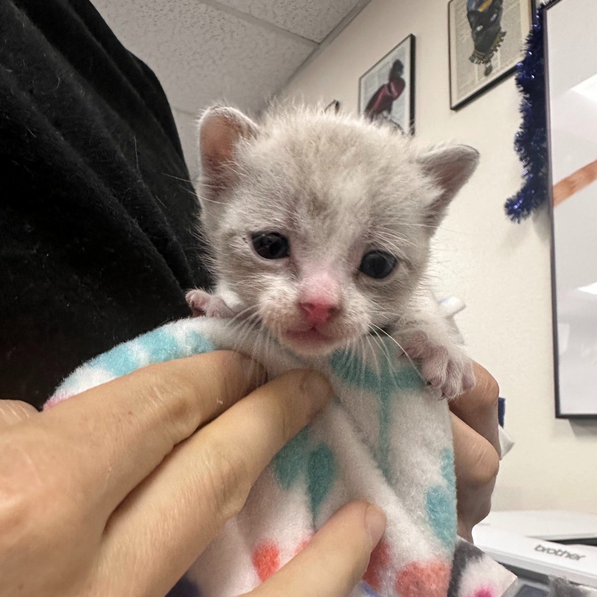 perrys_place_la's tweet photo. Hey, #crypto friends!👋

Our generous supporters at @Meowcoin2023 are in the midst of their biggest exchange listing.🎉Why is this important?

The miners and hodlers continuously fund life-saving efforts at #PerrysPlace!🐈🐾

Get your $MEWC here: https://t.co/LVQpF7v0tQ https://t.co/cmx2mQhuRC
